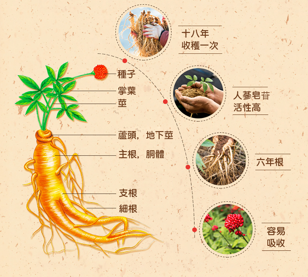 人參分解圖.jpg